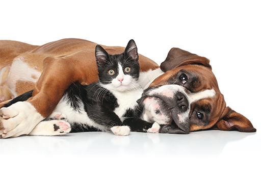 Cat and dog, pet health.jpg
