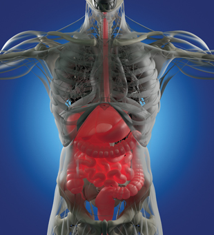 Lead lower GI_anatomy.jpg