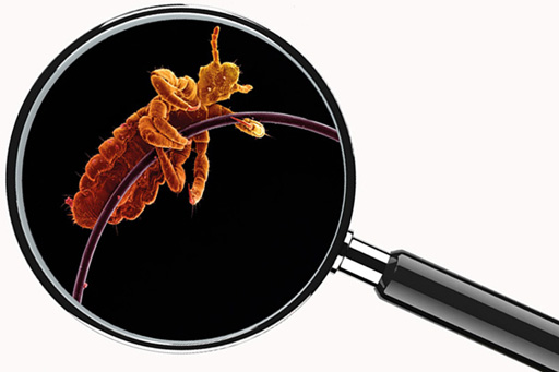 Head lice_magnifying glass.jpg