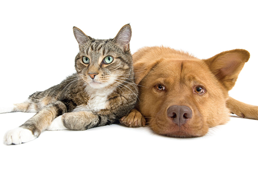 Paws for thought.jpg