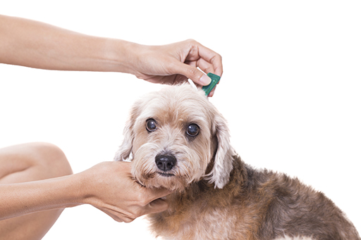 dog being checked for fleas.jpg