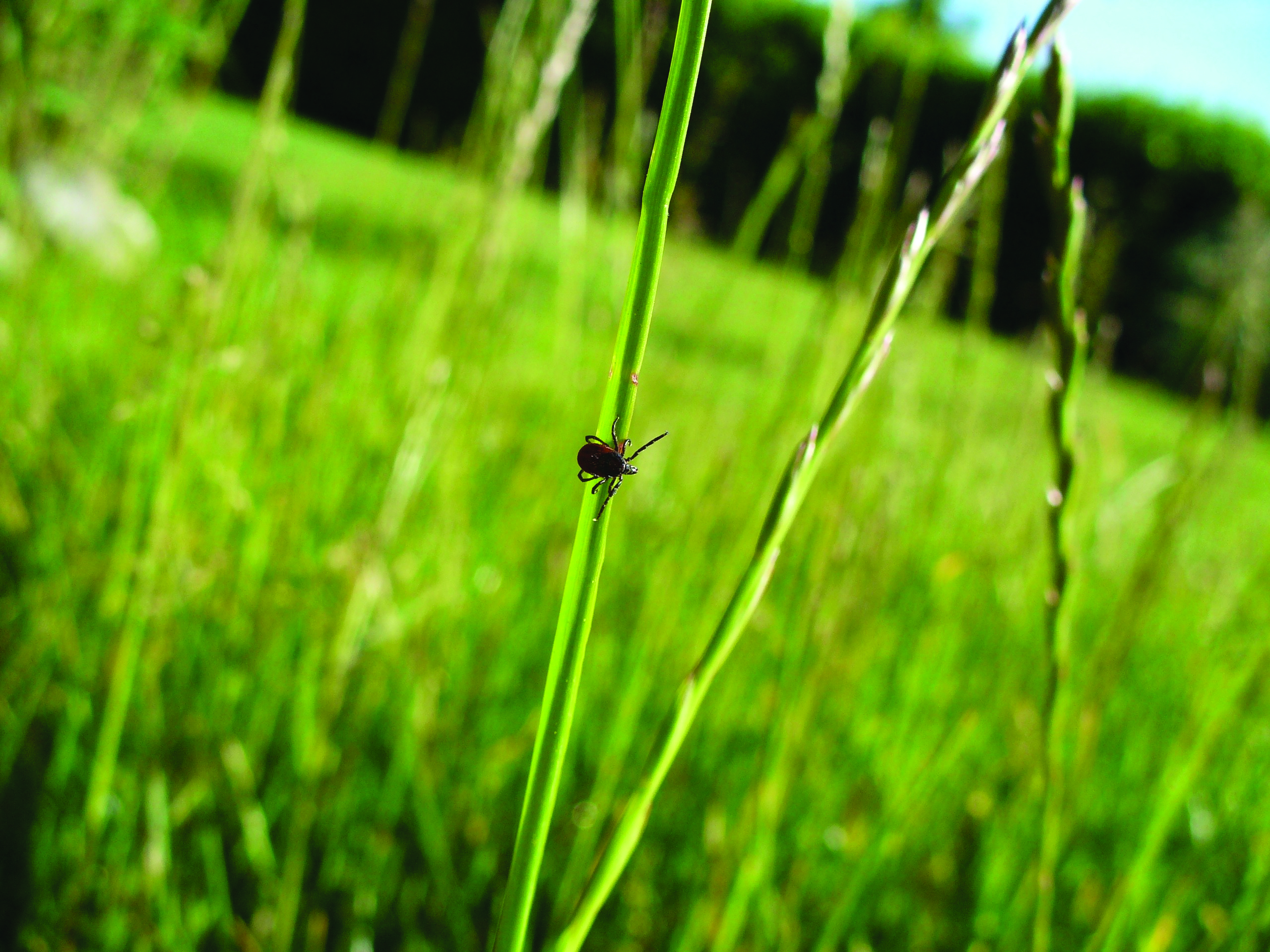 lyme disease_tick.jpg