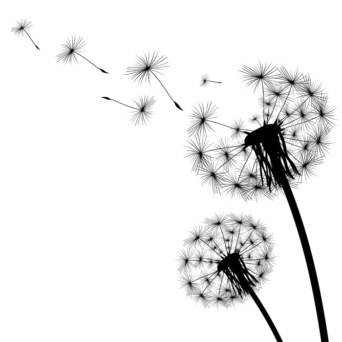 Dandelion clock_hayfever.jpg