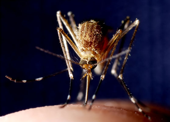 parasites_mosquito (pm1007) is FULL.jpg