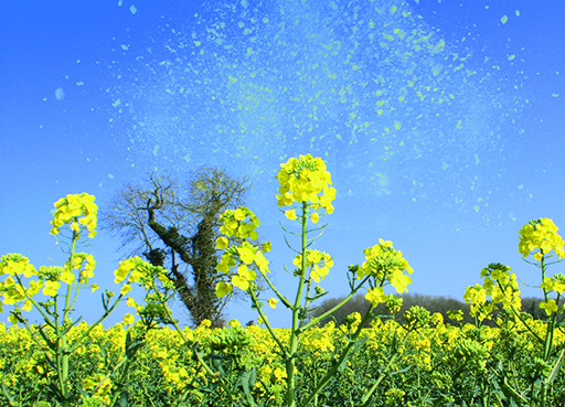 Hayfever_pollen_summer.jpg