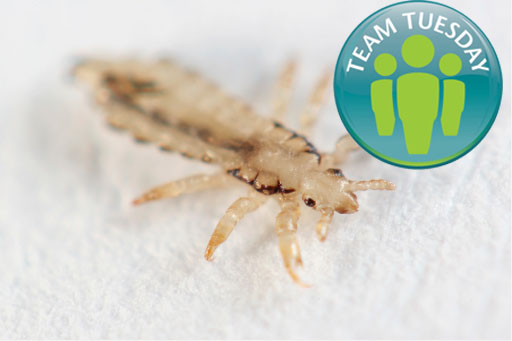 Head louse TT.jpg