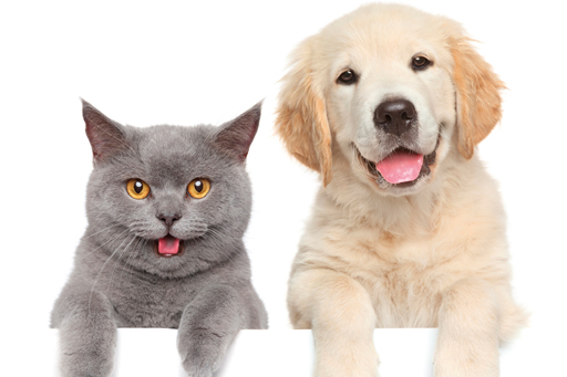 Cat and dog_pet health.jpg