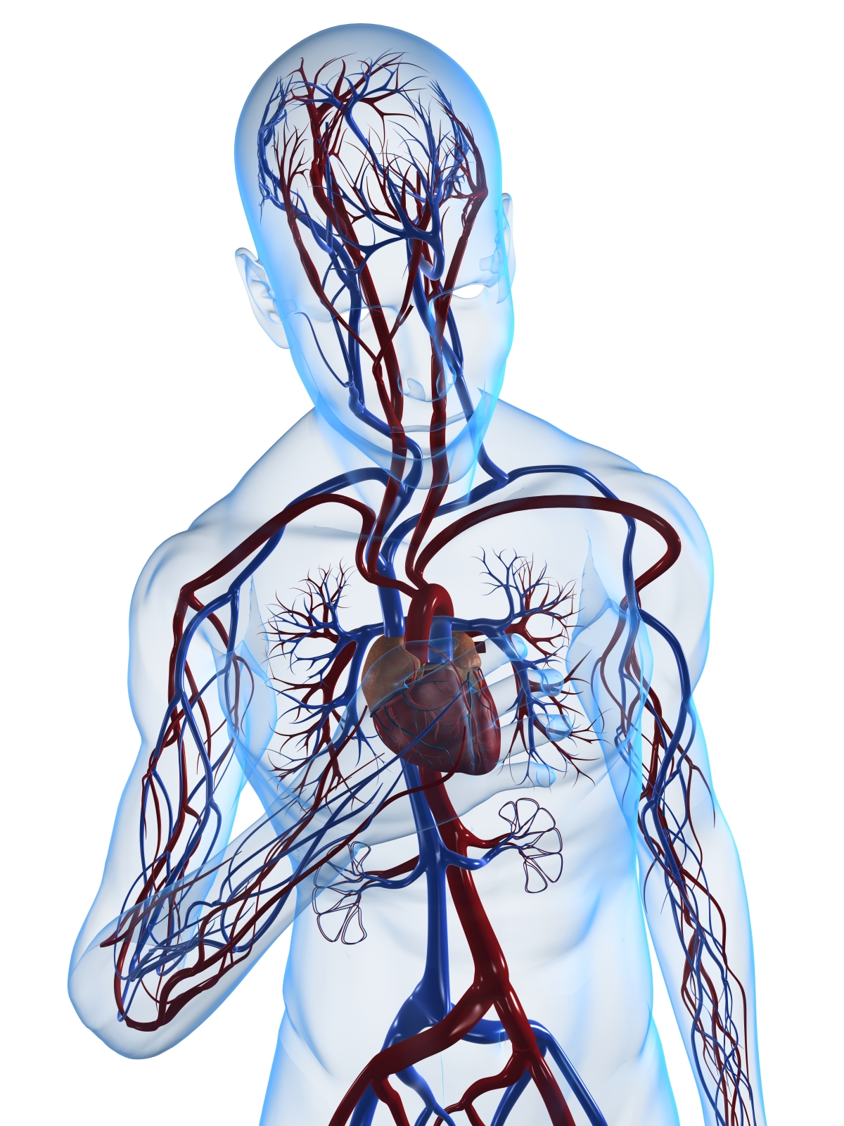 cardiovascular system.jpg